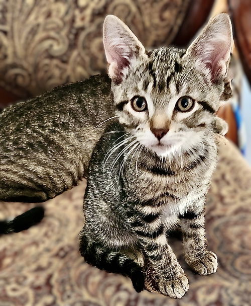 picture of the cat needing adoption