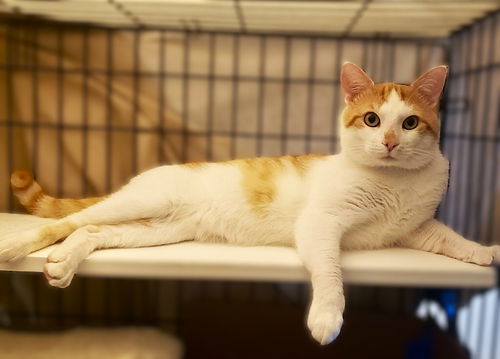 picture of the cat needing adoption