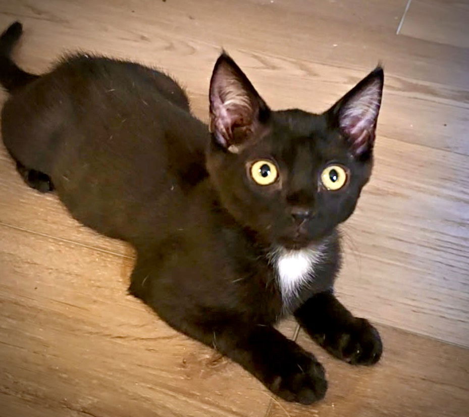 adoptable Cat in Fort Myers, FL named Margaret