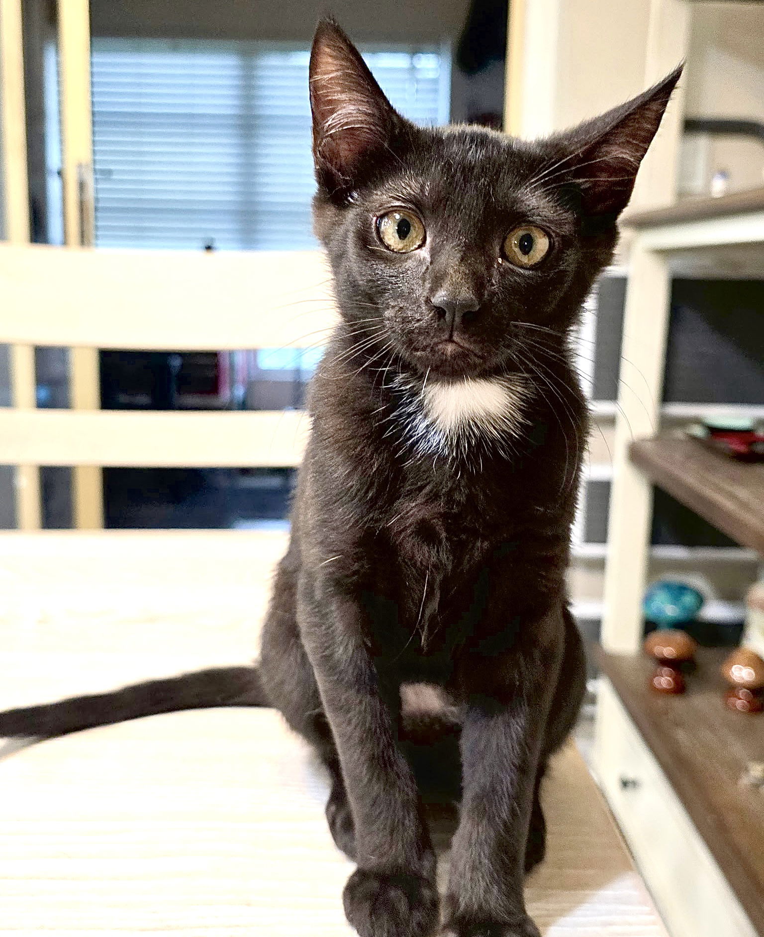 adoptable Cat in Fort Myers, FL named Roxy