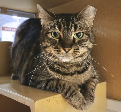 picture of the cat needing adoption