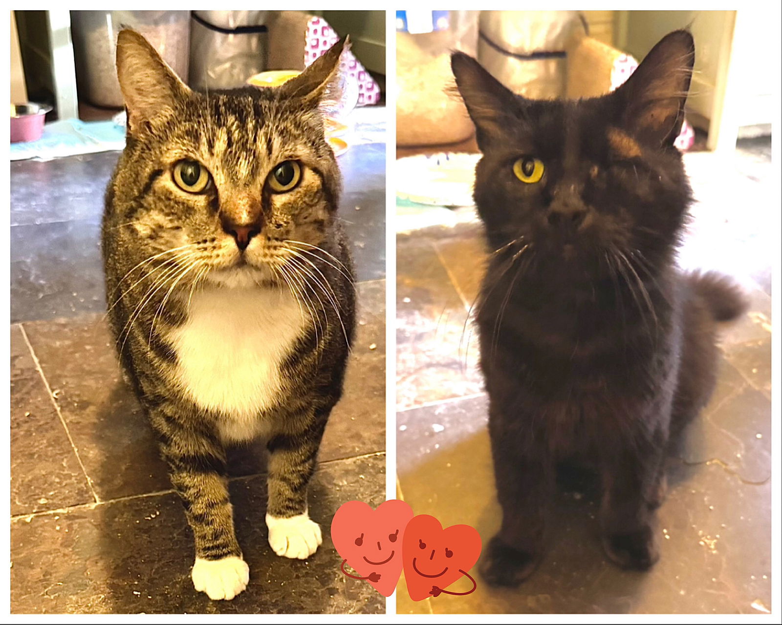 adoptable Cat in Fort Myers, FL named Rusky & Columbus