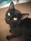 Ebony