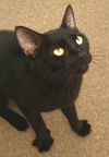 Ebony