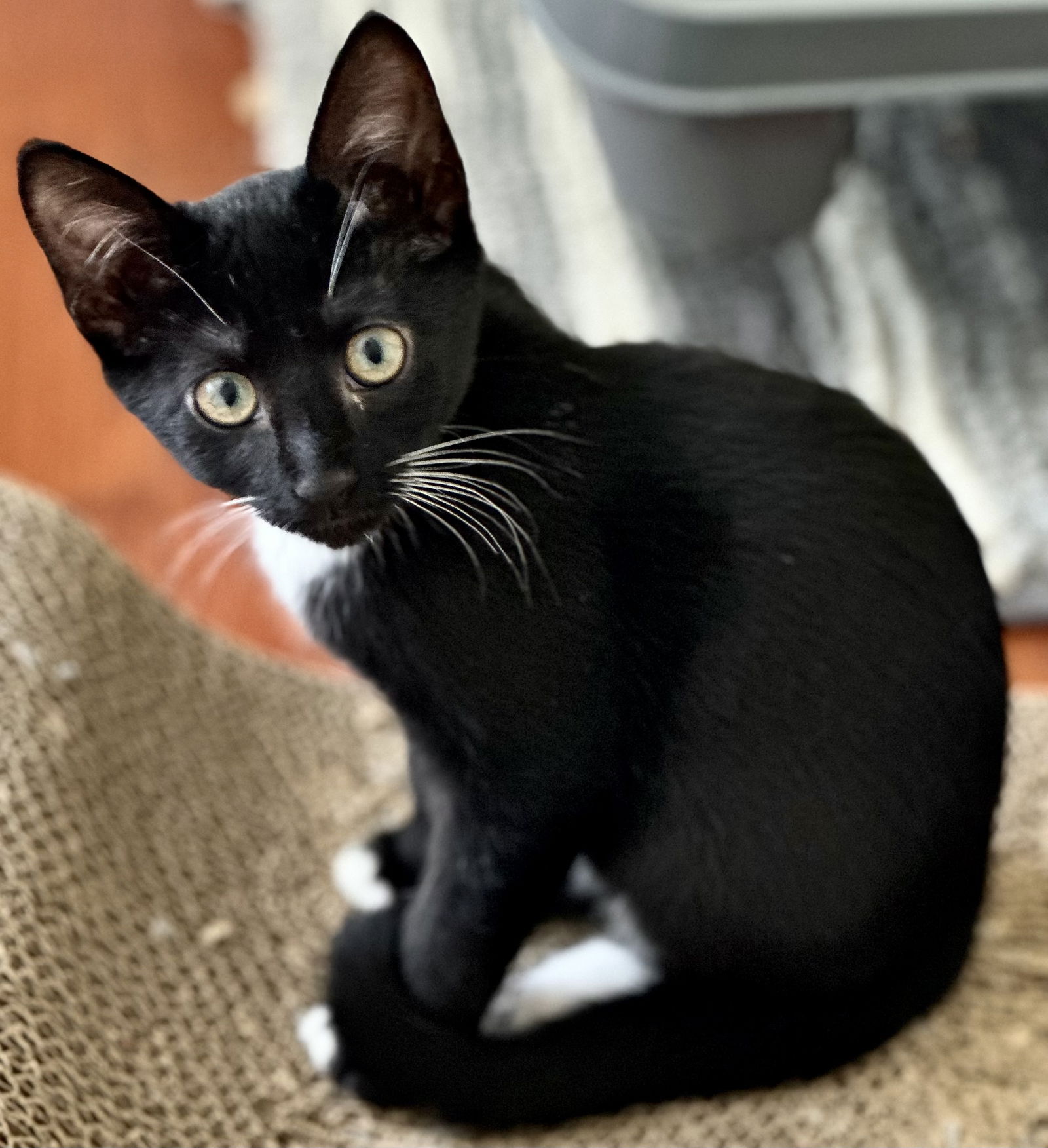 adoptable Cat in Fort Myers, FL named Ruby
