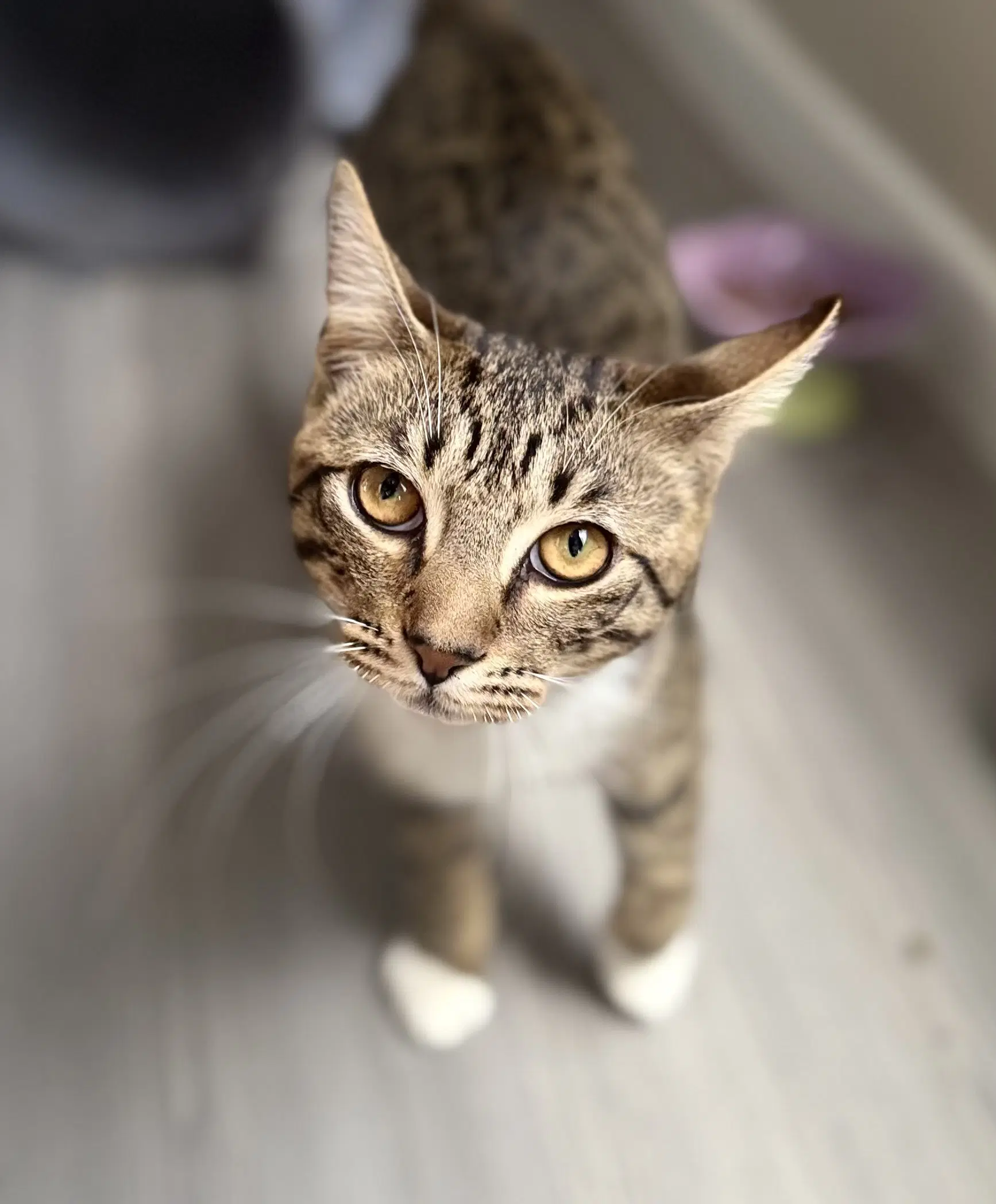 Wally - Tabby