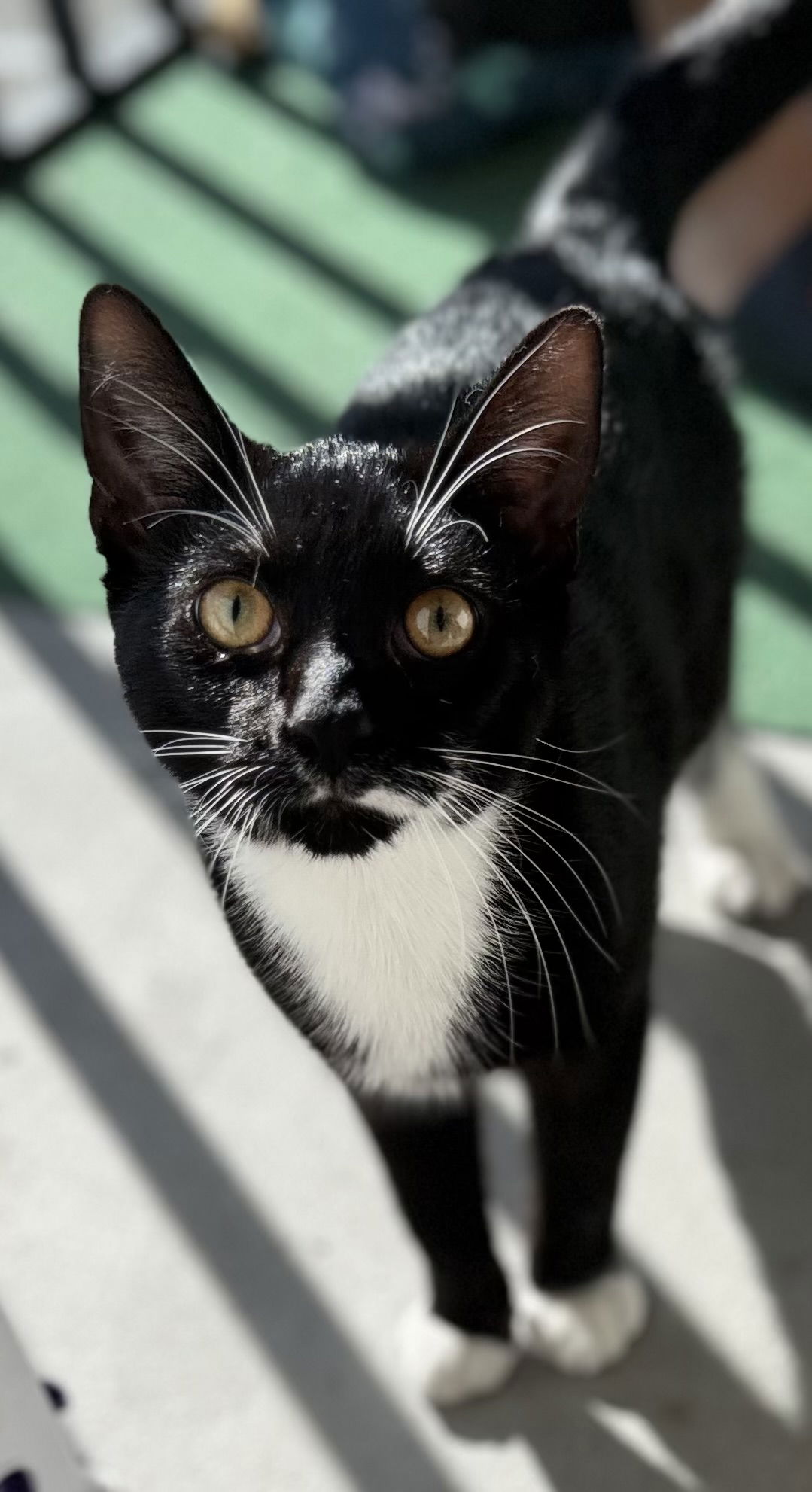adoptable Cat in Fort Myers, FL named Domino