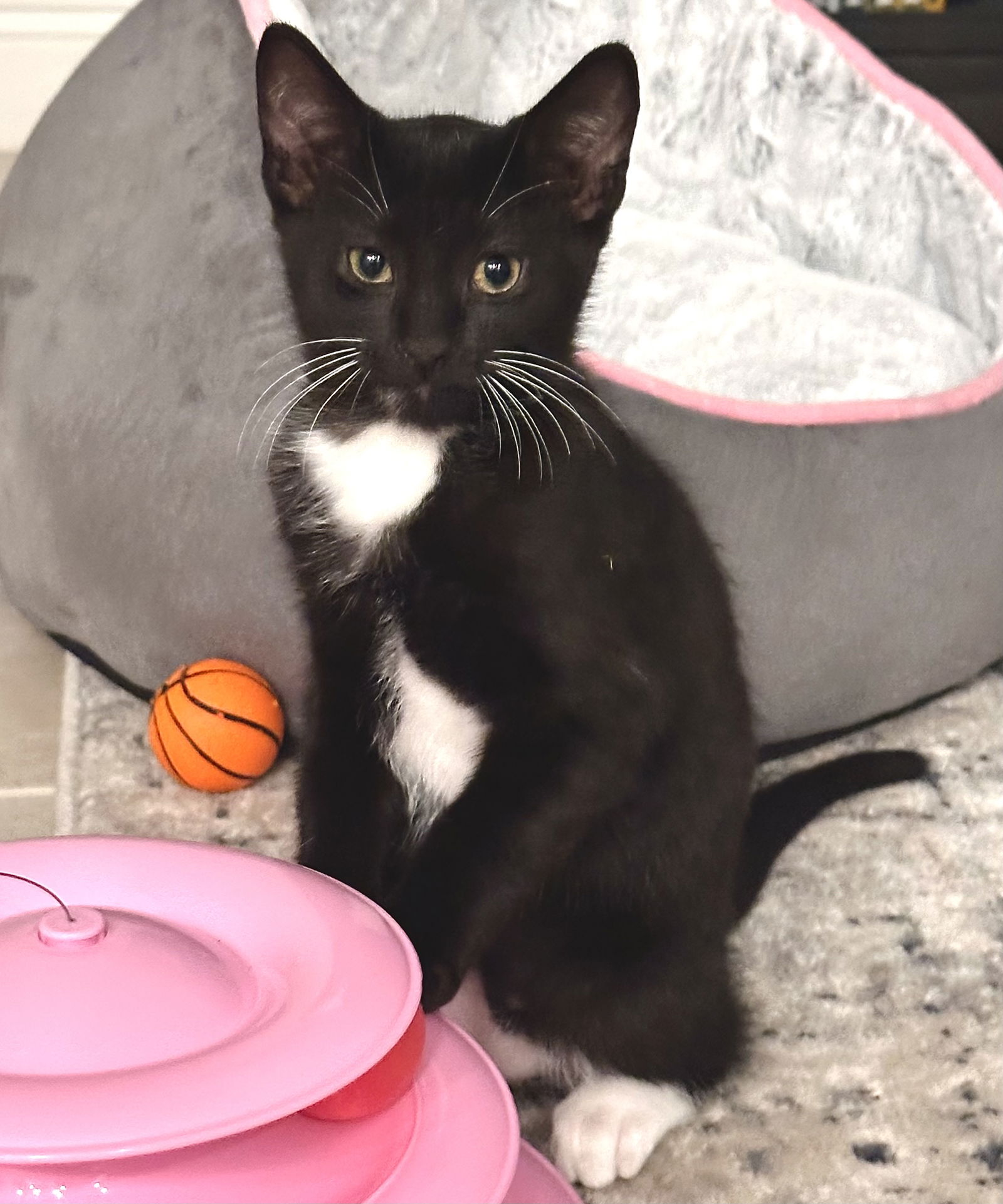 adoptable Cat in Fort Myers, FL named Alan