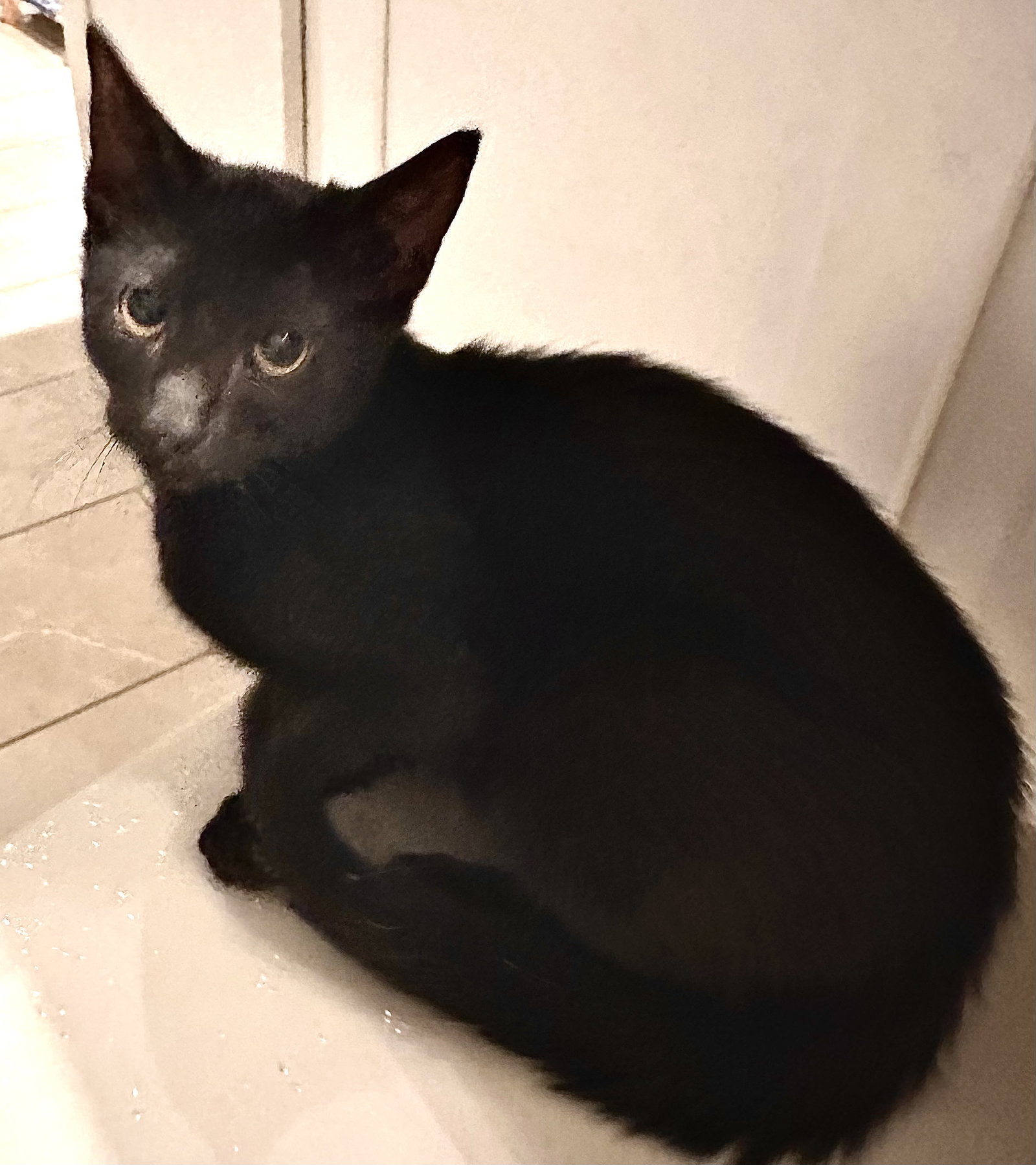 Mr Milo Image