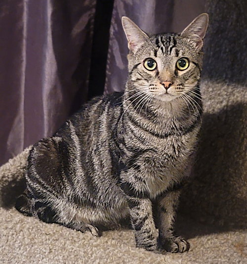 JONSEY - Tabby available for adoption