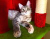 adoptable Cat in  named Peeps