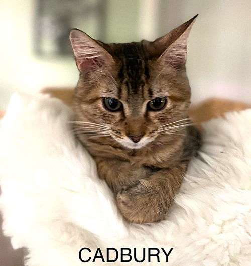 Cadbury