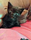 Bagheera