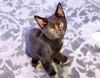 Bagheera
