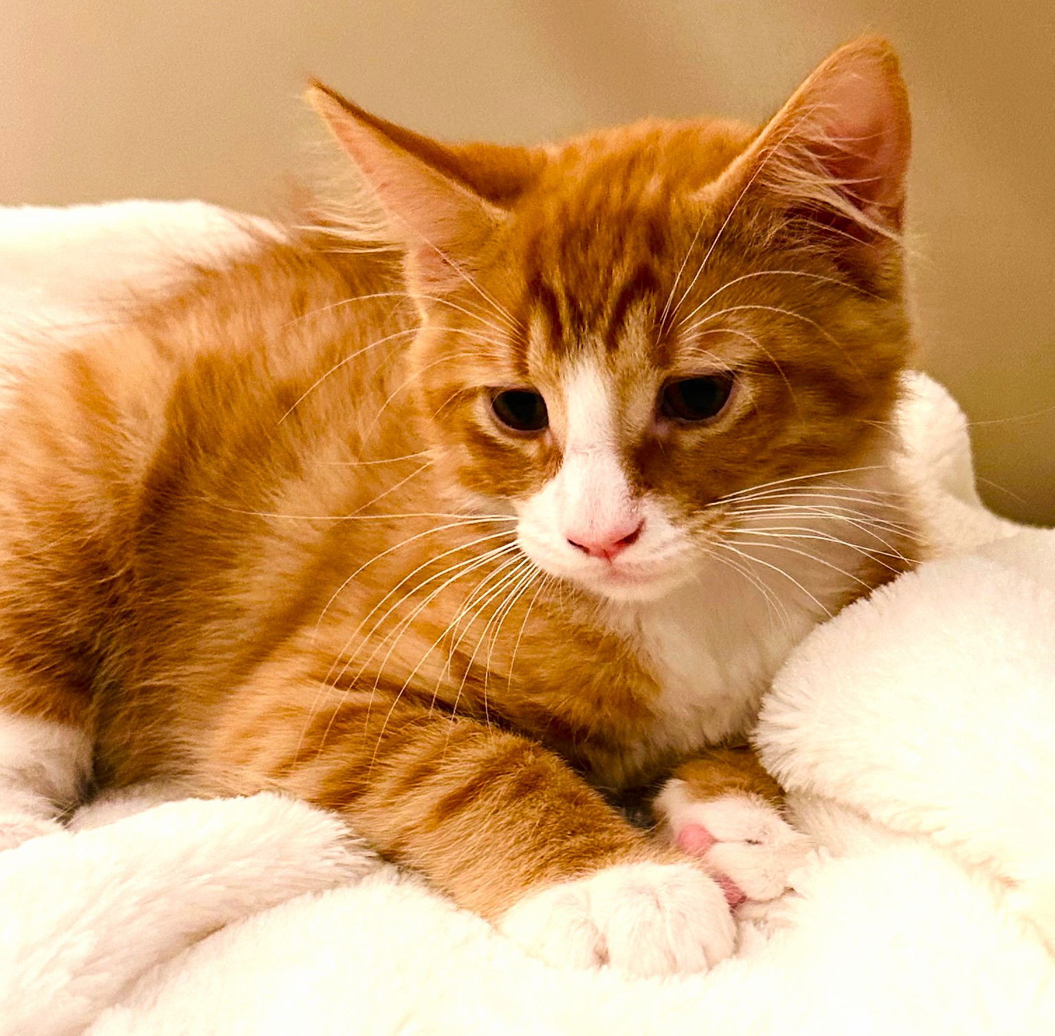 adoptable Cat in Fort Myers, FL named Ronald