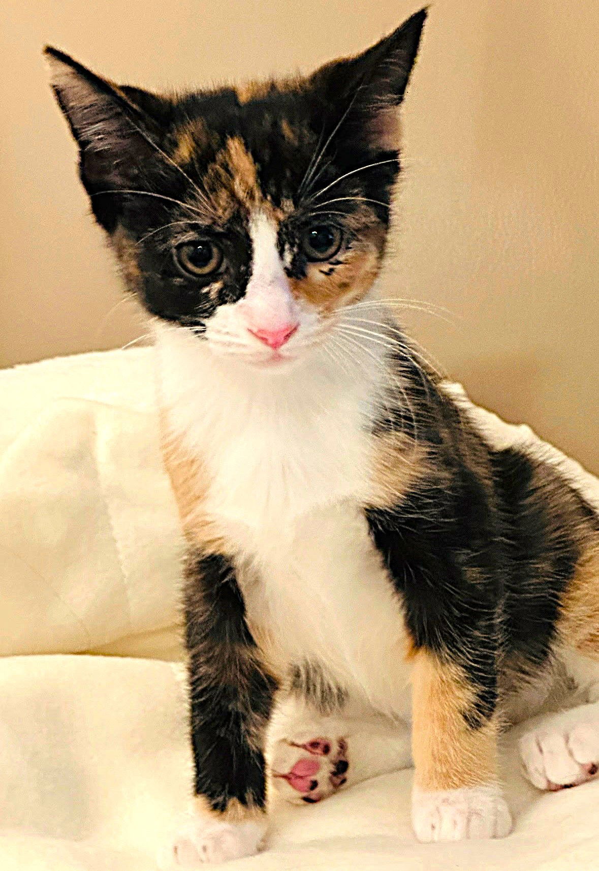adoptable Cat in Fort Myers, FL named Hermione
