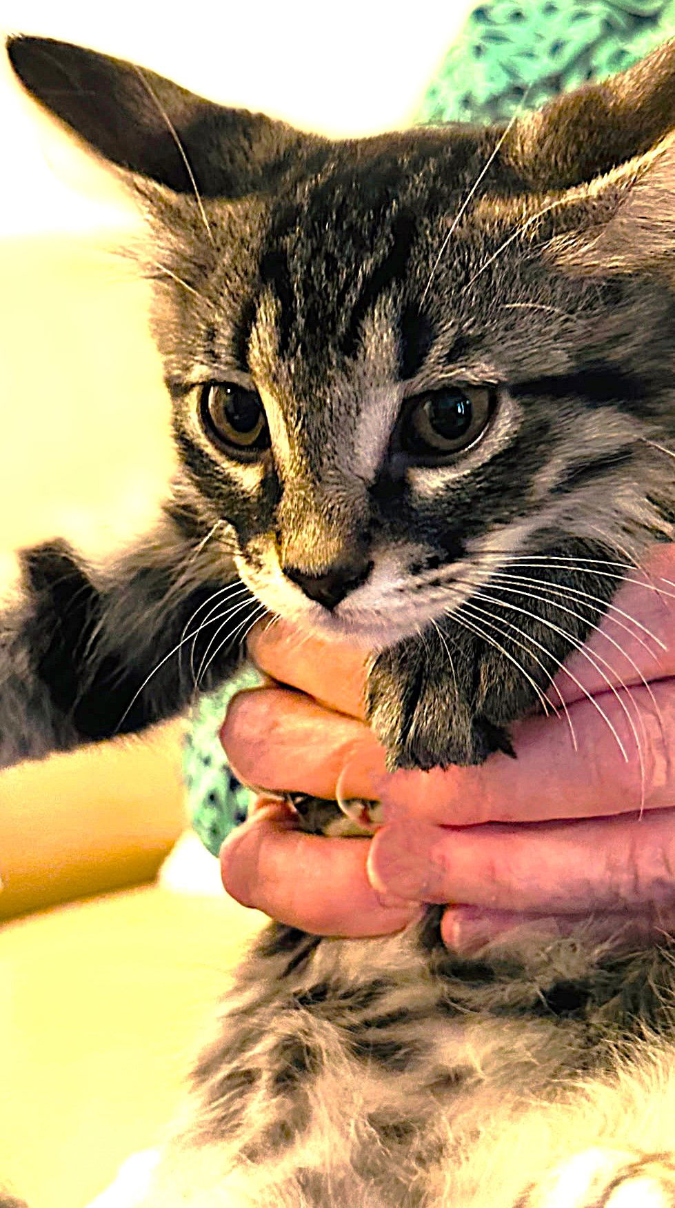 adoptable Cat in Fort Myers, FL named Harry