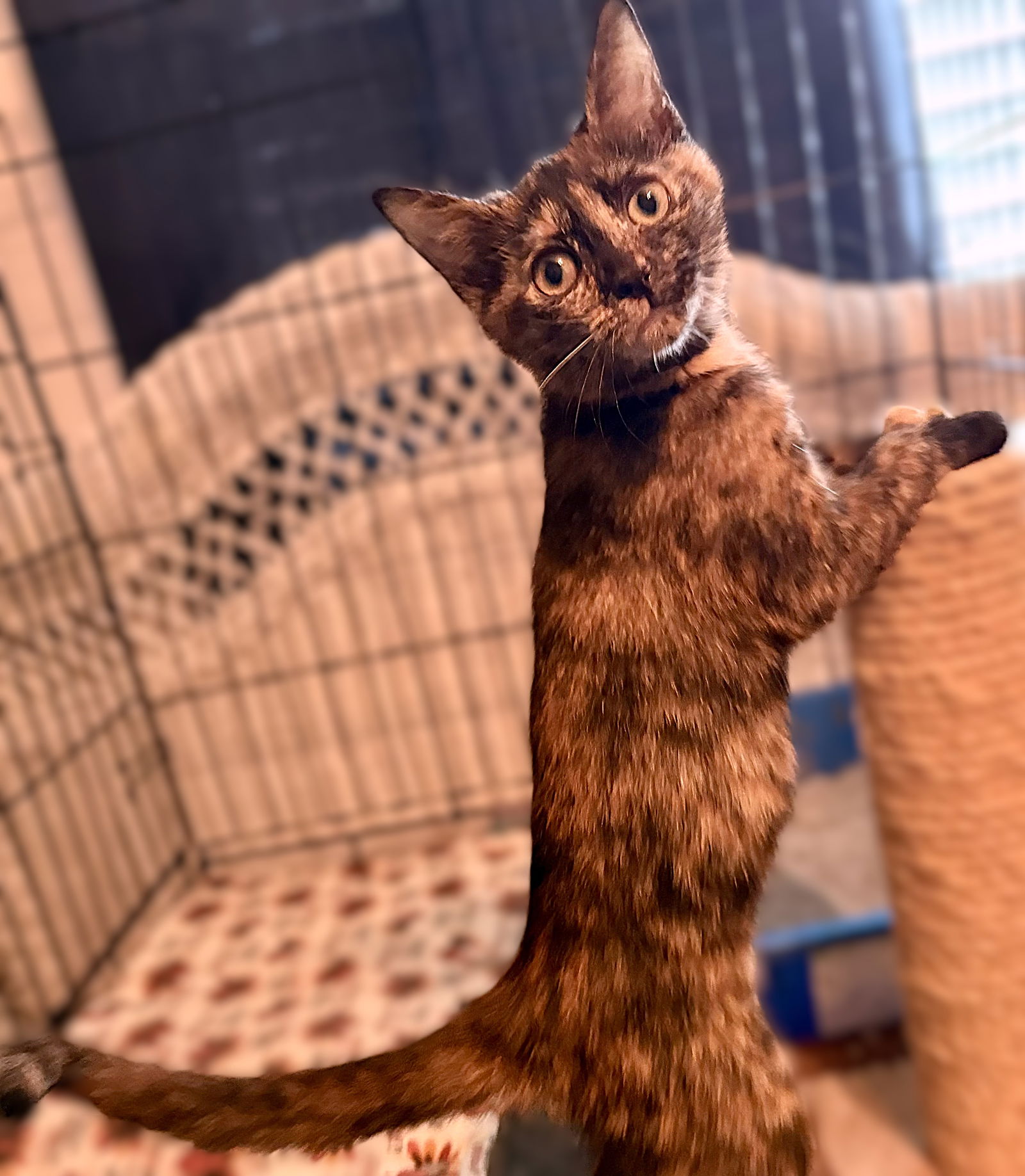 adoptable Cat in Cape Coral, FL named Magnolia