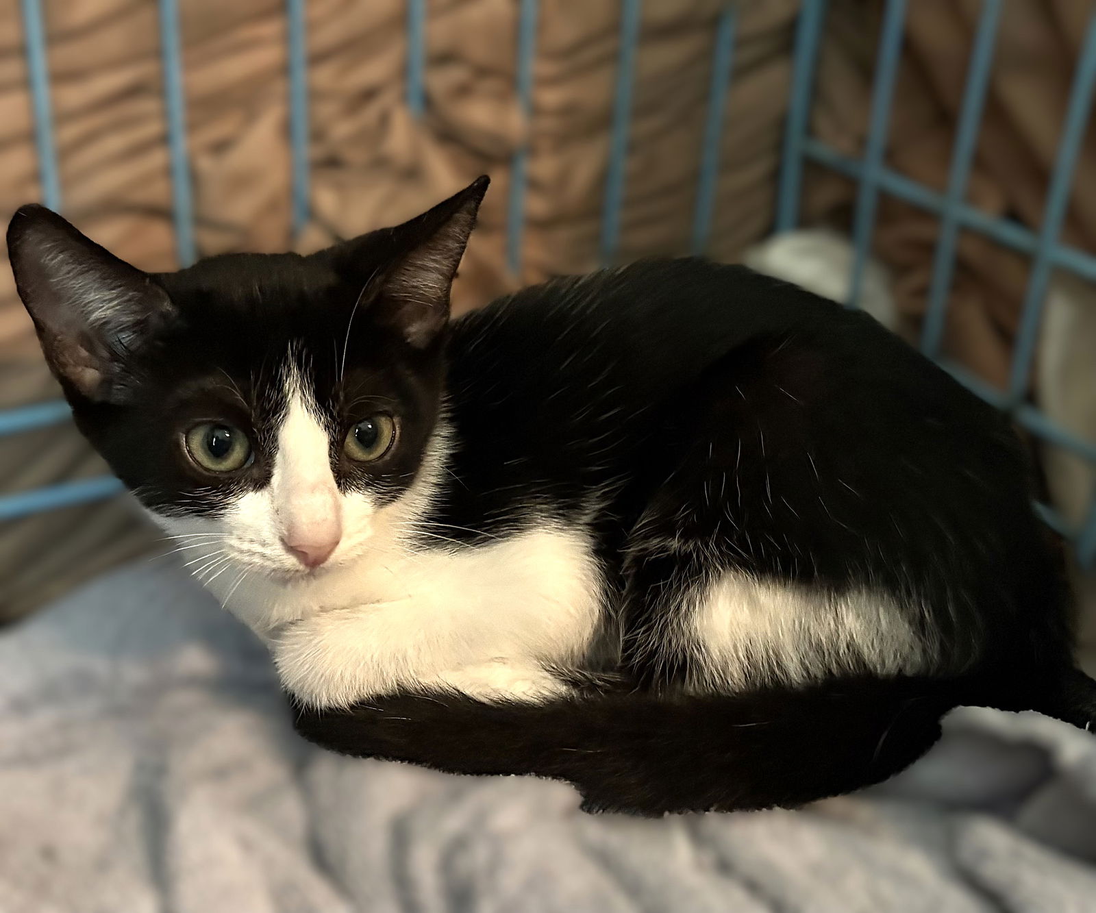 adoptable Cat in Cape Coral, FL named Polly