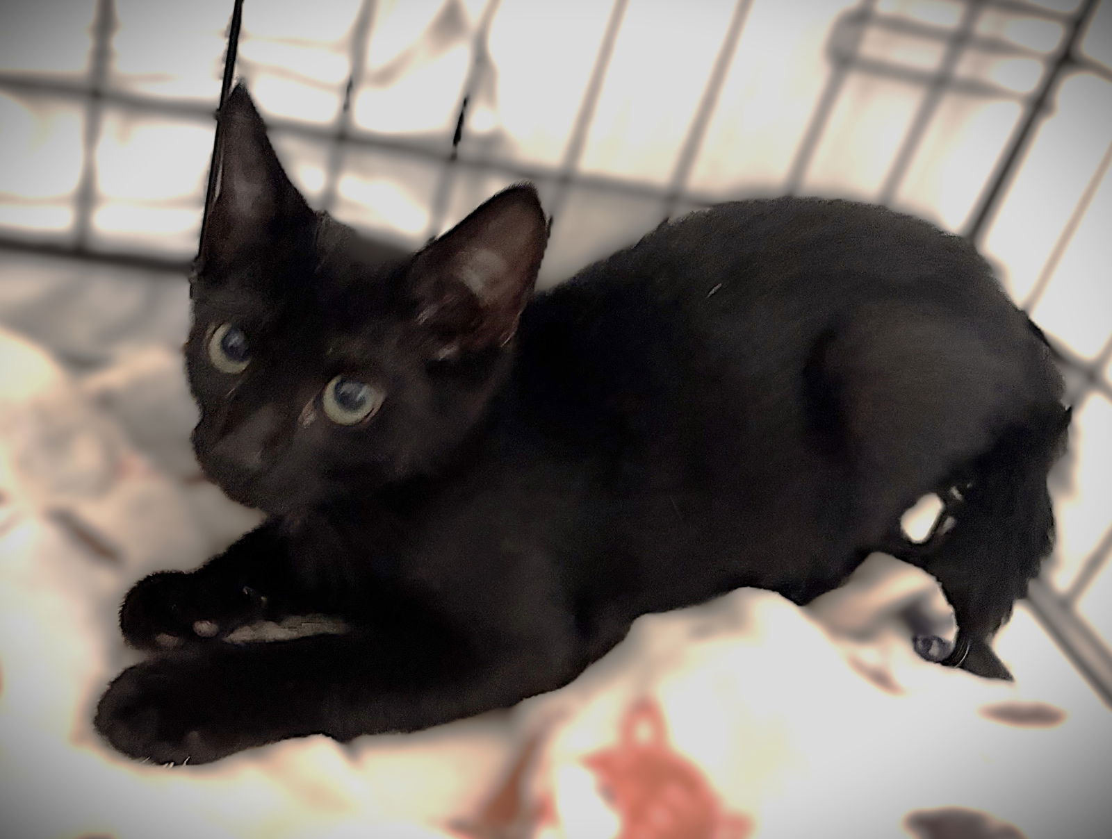 adoptable Cat in Cape Coral, FL named Carnegie