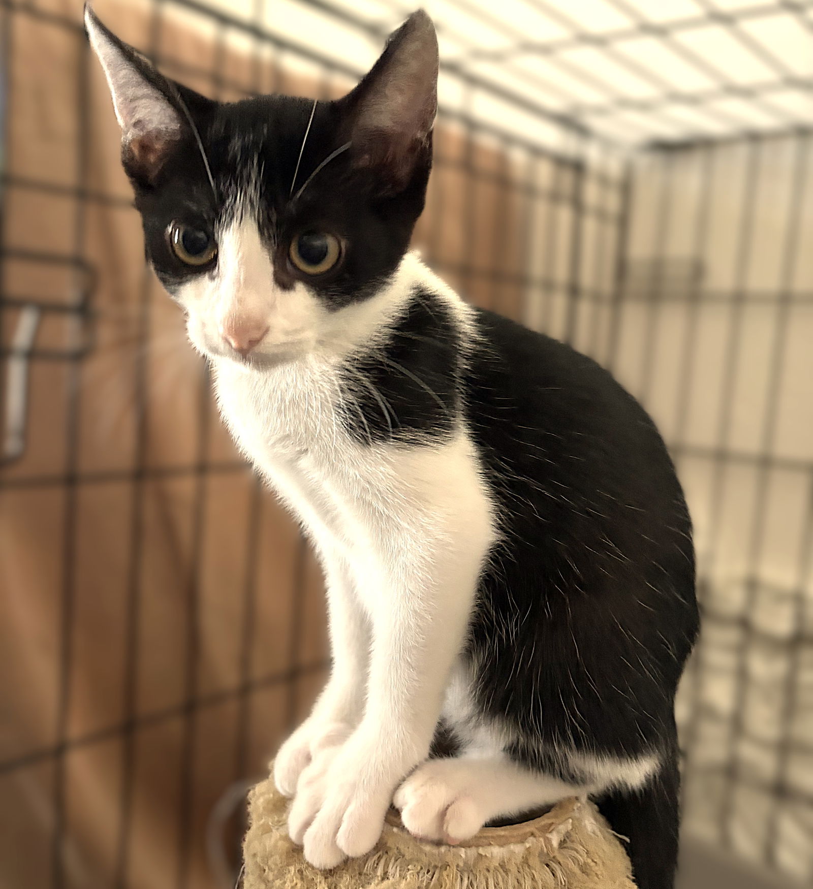 adoptable Cat in Cape Coral, FL named Calypso