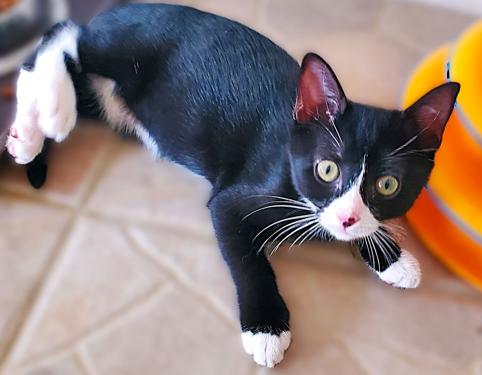 adoptable Cat in North Fort Myers, FL named Galileo