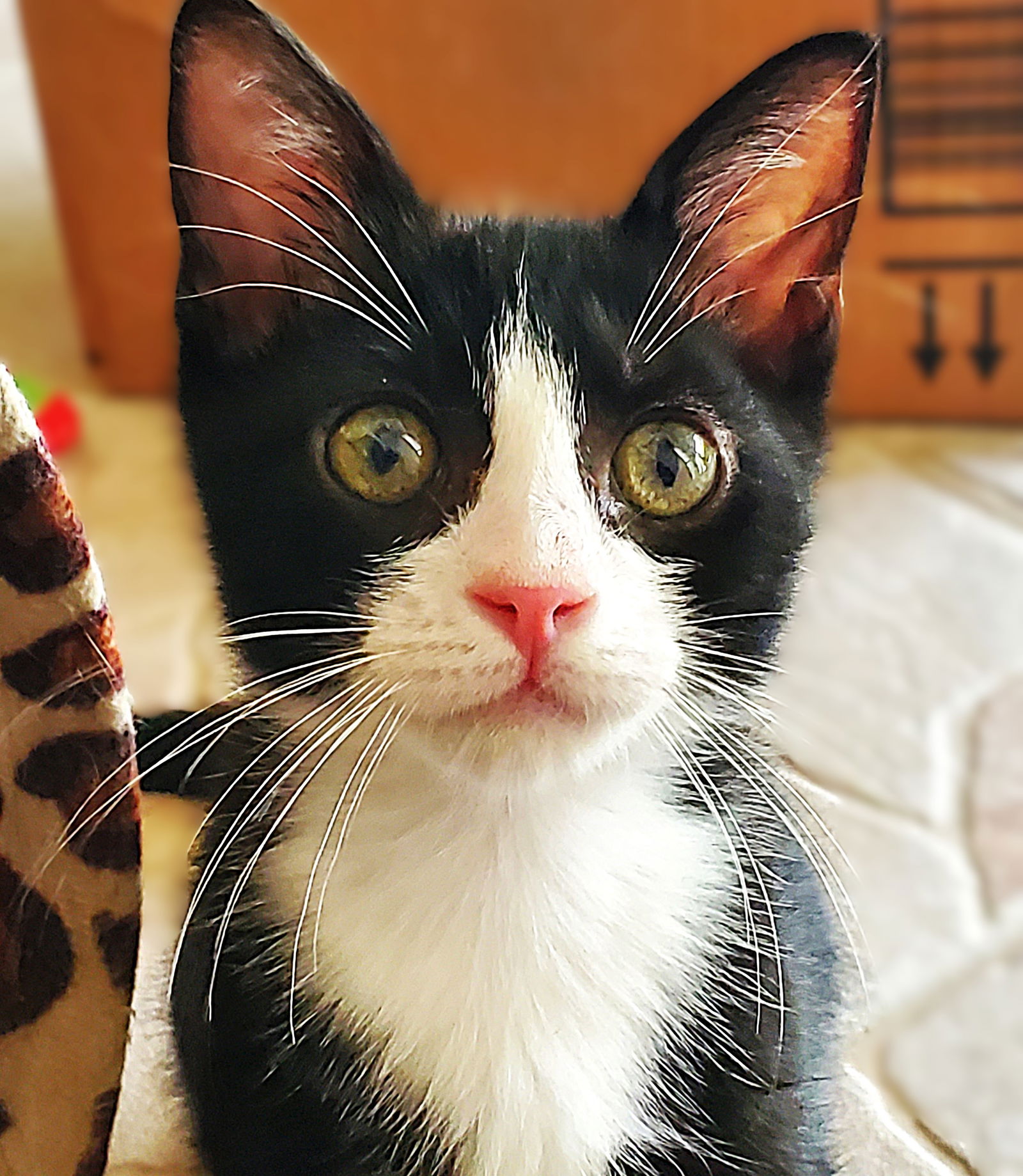adoptable Cat in North Fort Myers, FL named Hubble