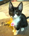 Flora