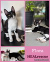 Flora