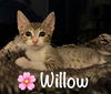 Miss Willow