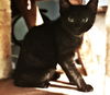 Coal