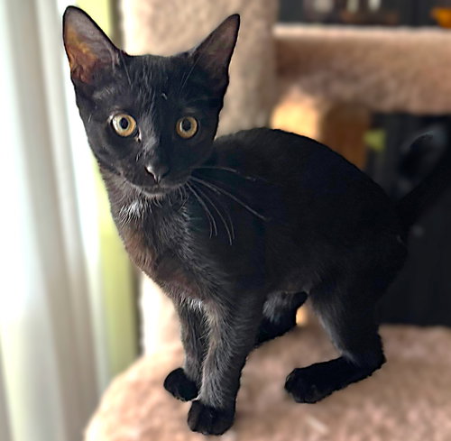 NINA - Domestic Short Hair available for adoption