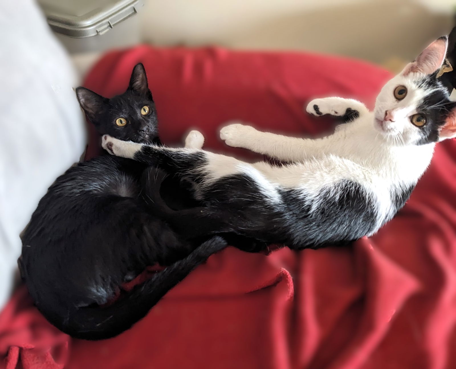 adoptable Cat in Fort Myers, FL named Velcro and Buttons