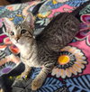 Nico - Photo 2