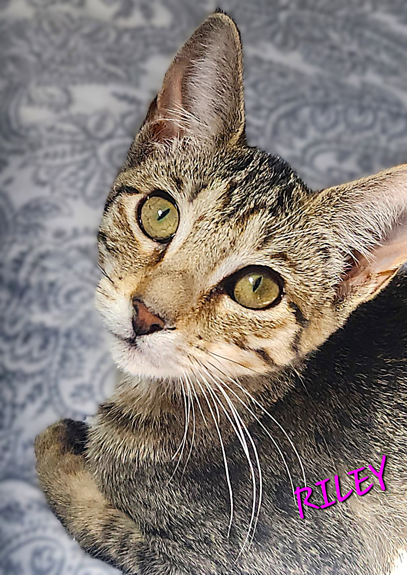 Riley Image