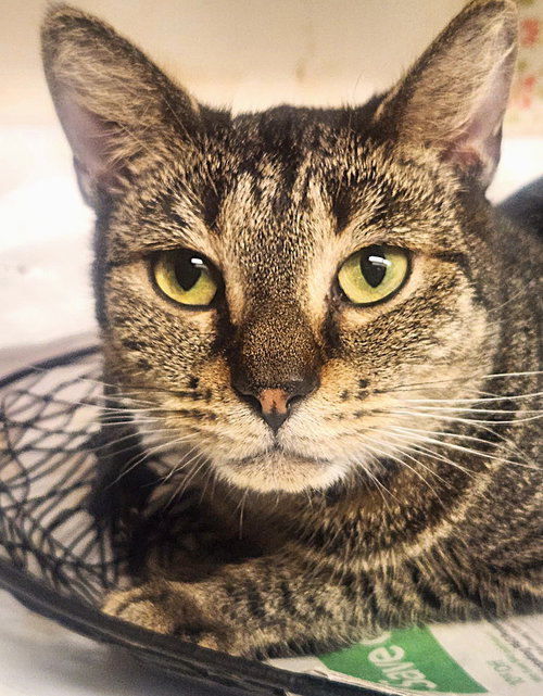 GIDGET - Tabby available for adoption