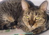 Gidget - Photo 2
