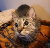 Gidget - Photo 3