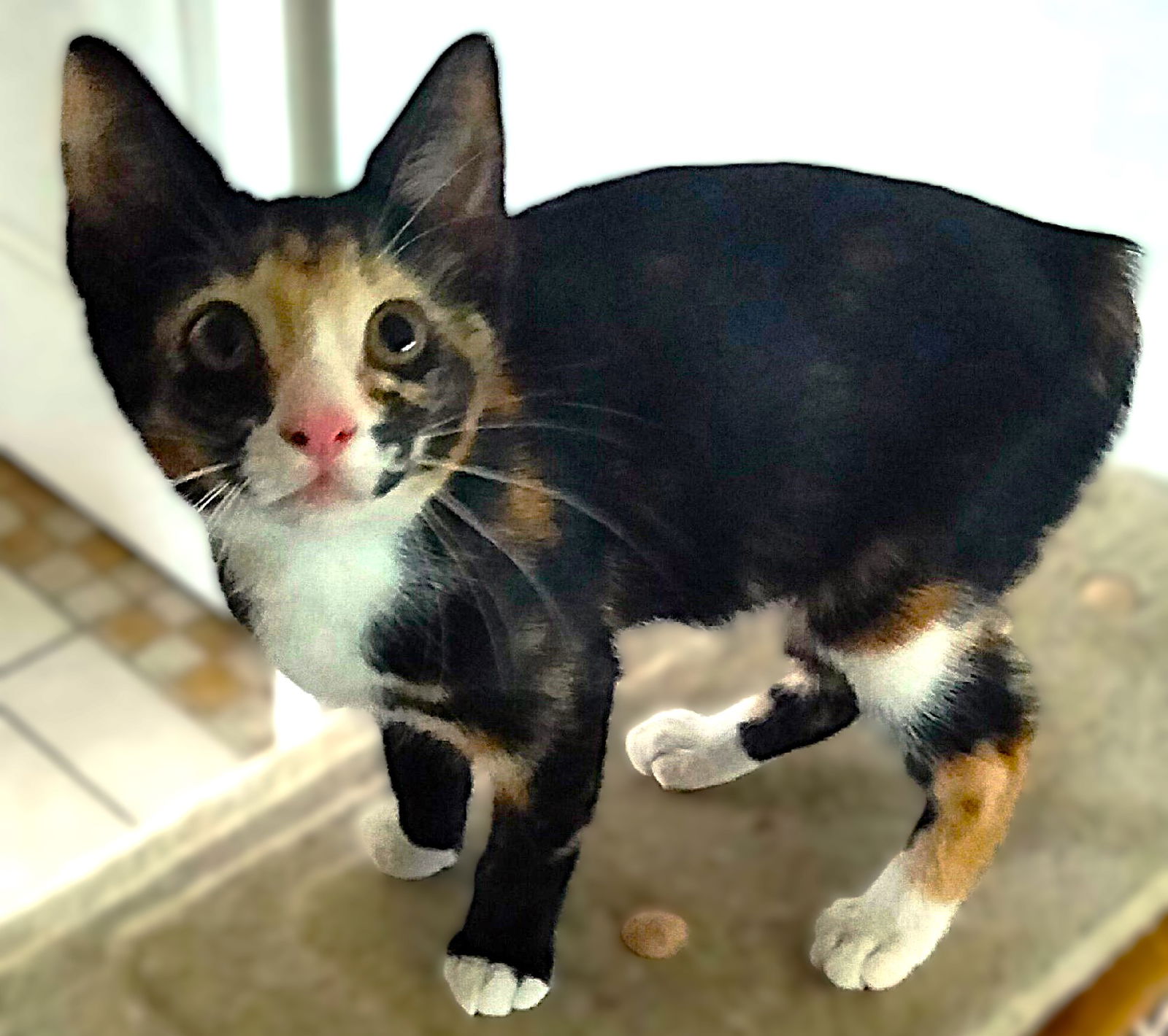 adoptable Cat in Cape Coral, FL named Angel Face
