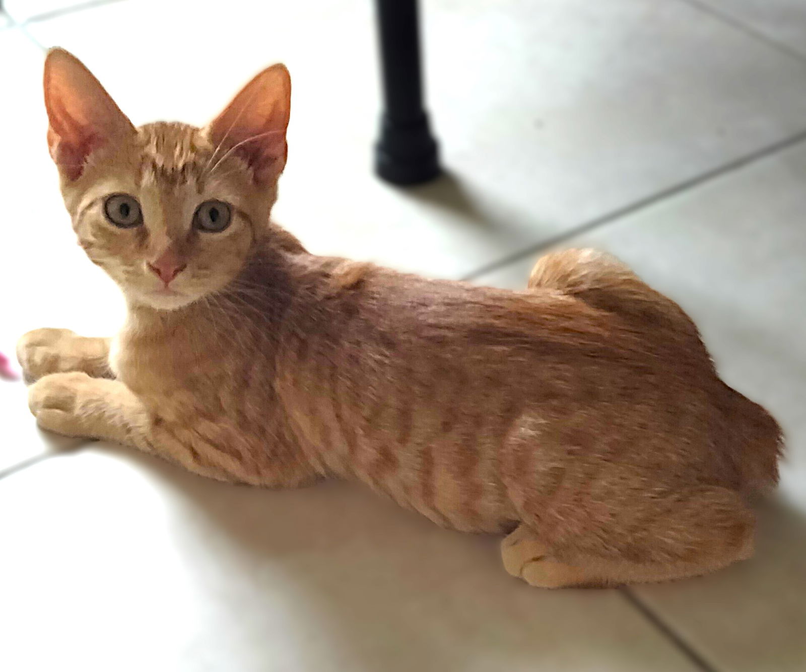 adoptable Cat in Cape Coral, FL named Hera