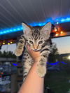 Tigger and Gracie