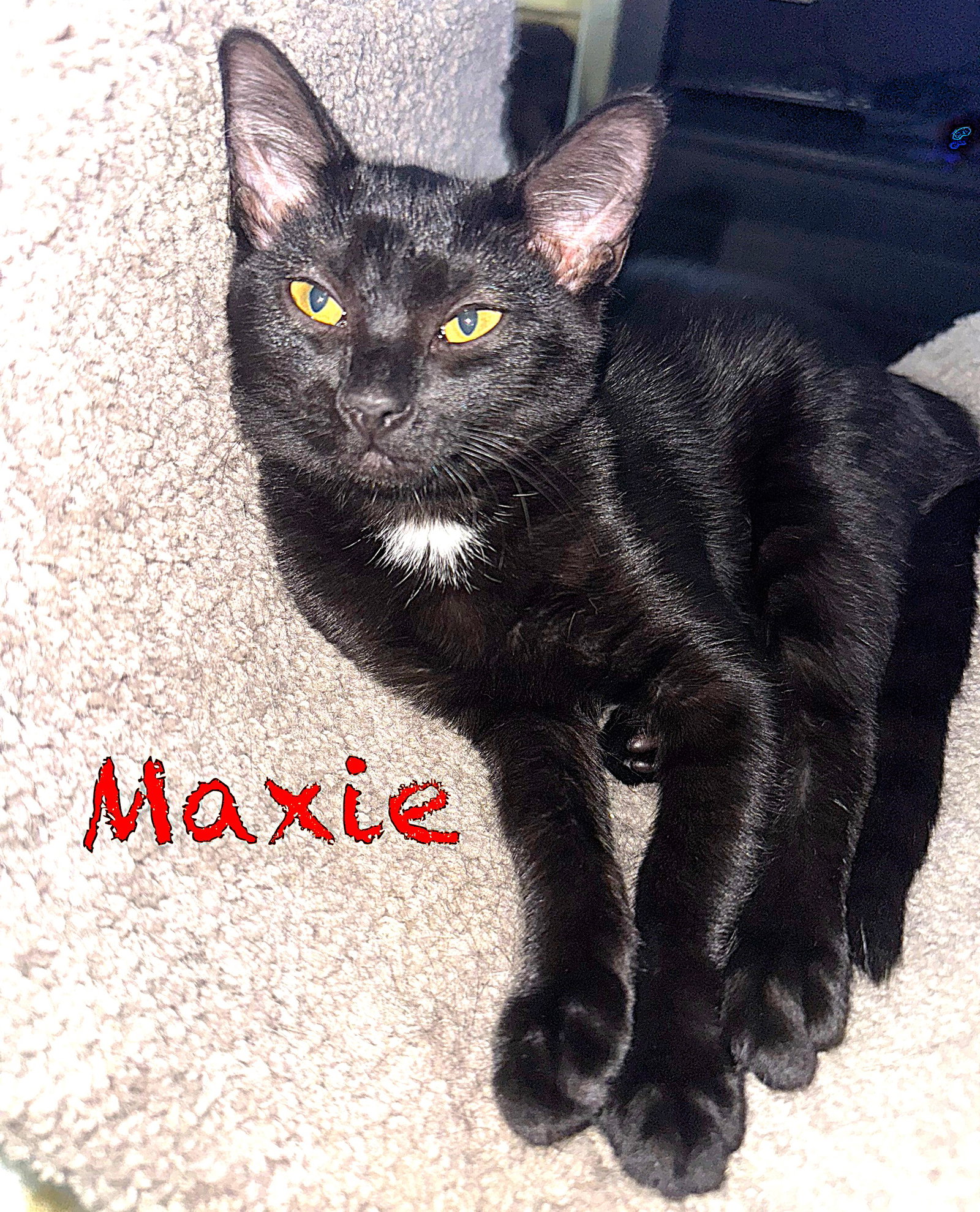 Maxie Image