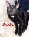 Maxie - Photo 1