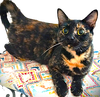 Sophie - Photo 1