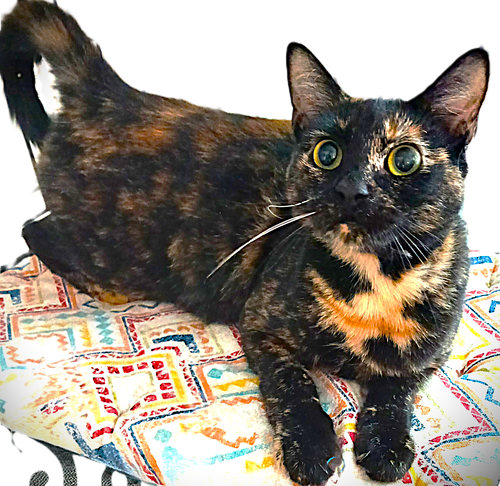 SOPHIE - Tortoiseshell available for adoption