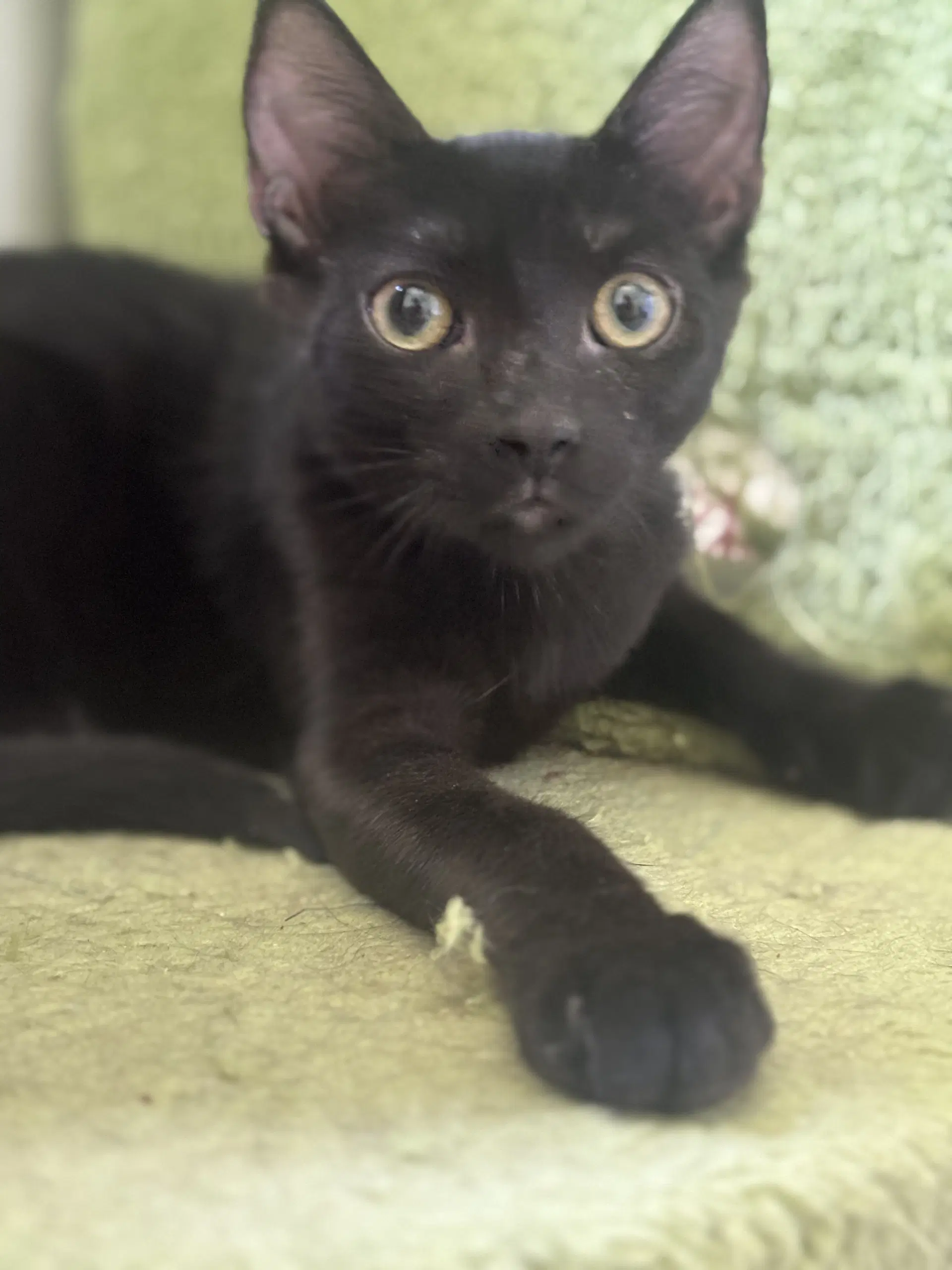 Rally - European Shorthair