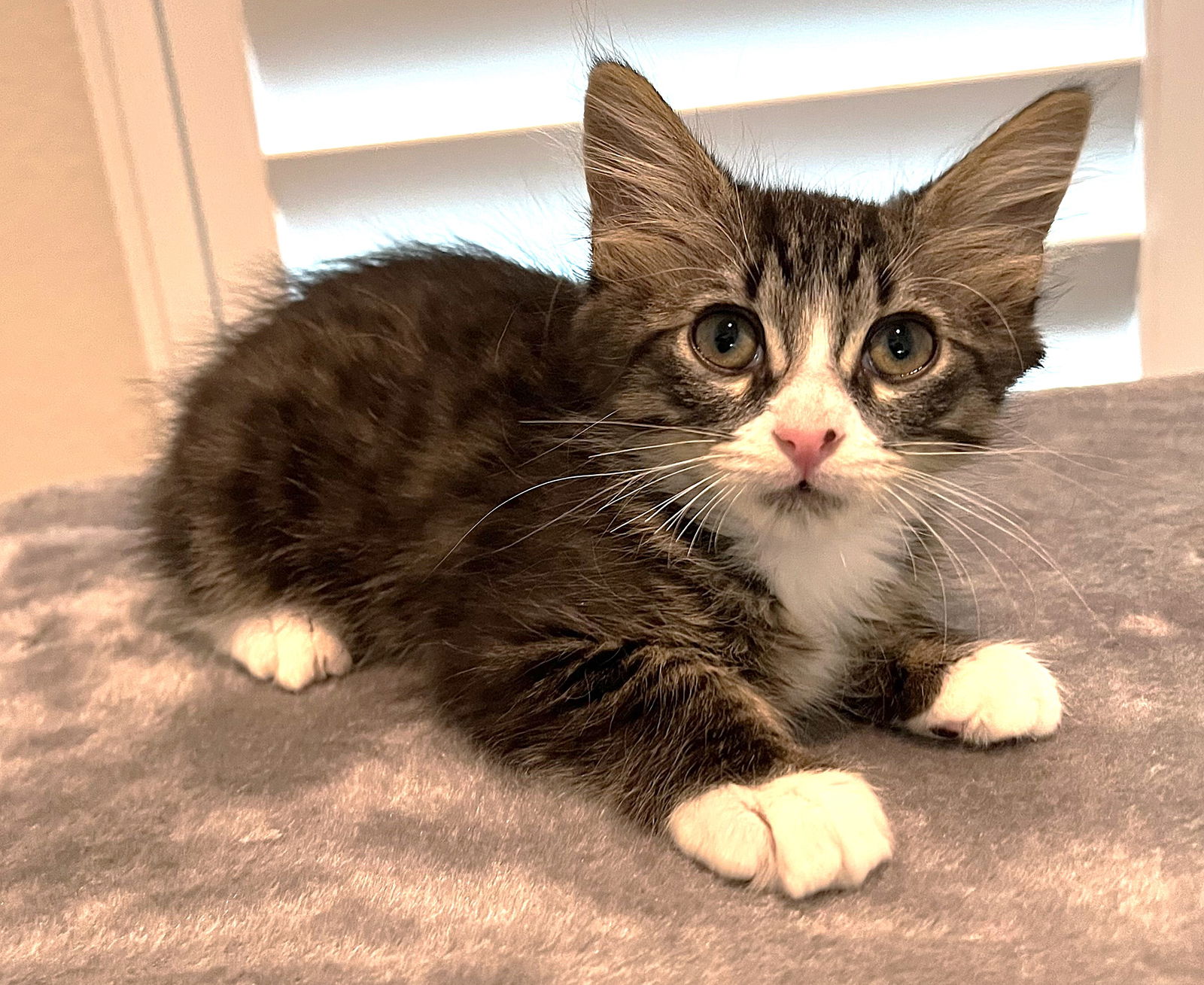 adoptable Cat in Estero, FL named Sassy