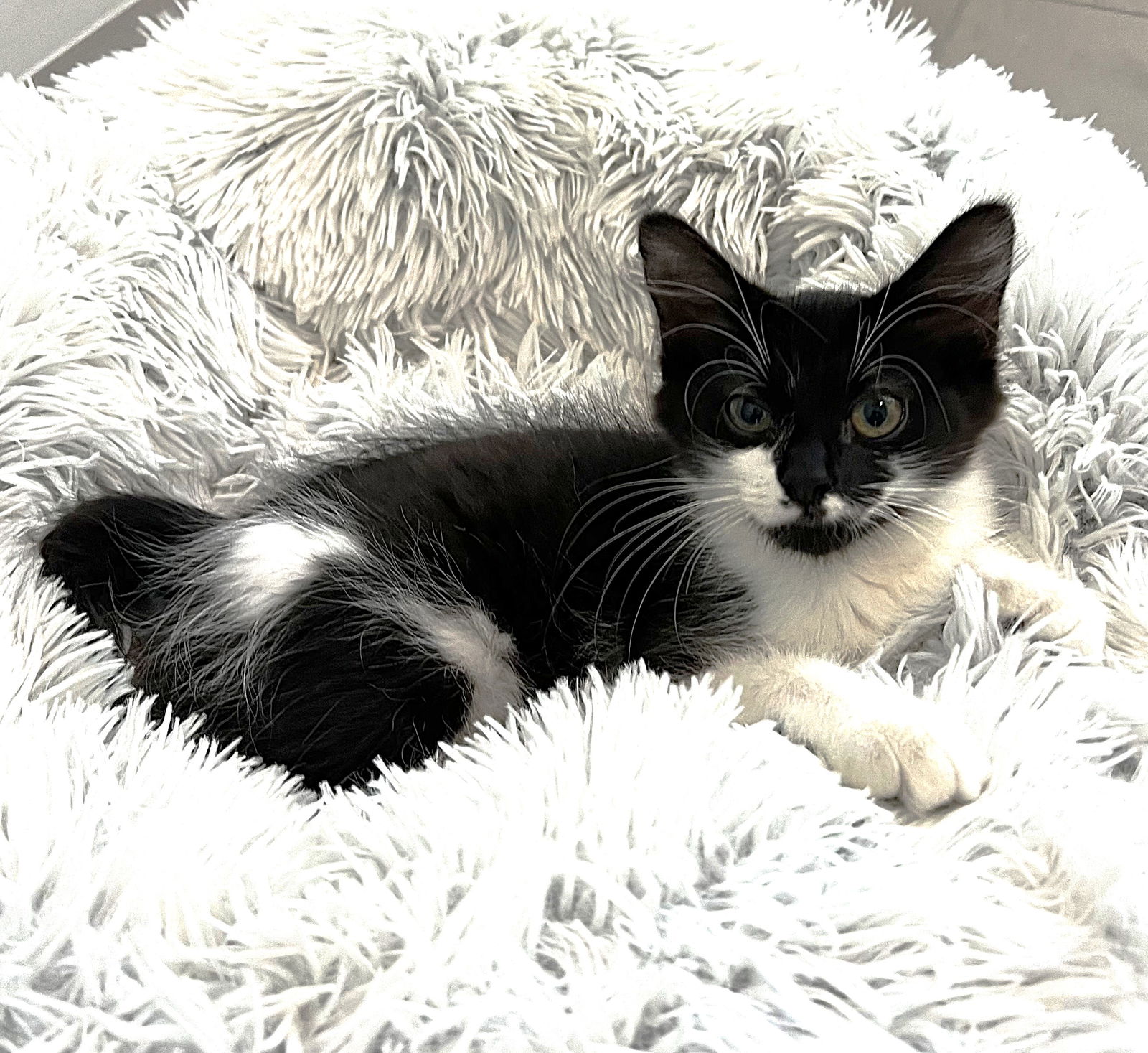 adoptable Cat in Estero, FL named Snuffer