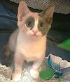 Tia