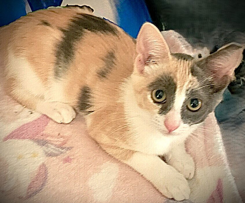 adoptable Cat in Fort Myers, FL named Tia